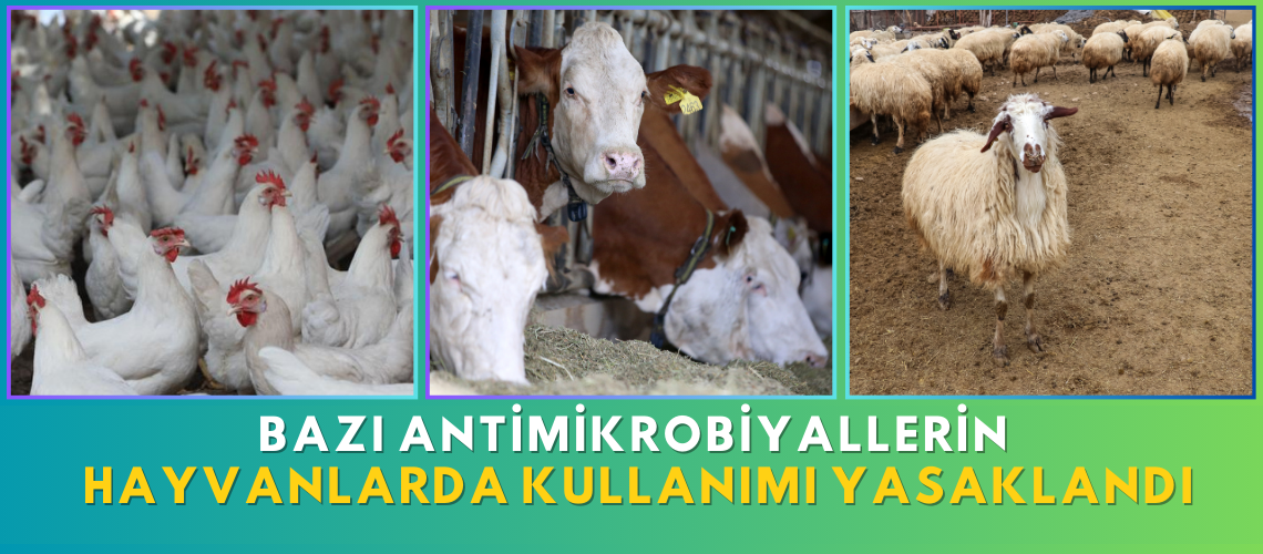 Bazı antimikrobiyallerin hayvanlarda kullanımı yasaklandı