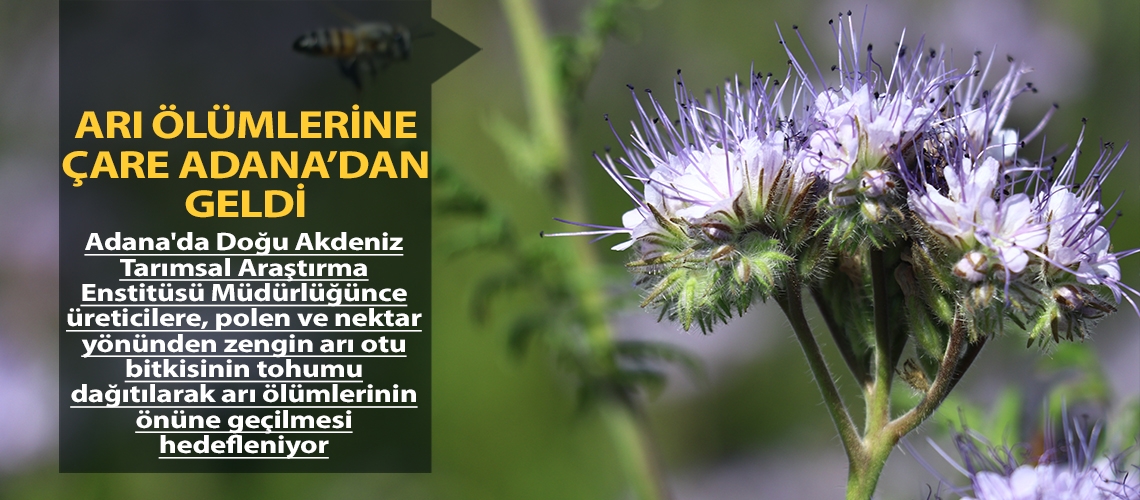 Arı ölümlerine çare Adana’dan geldi