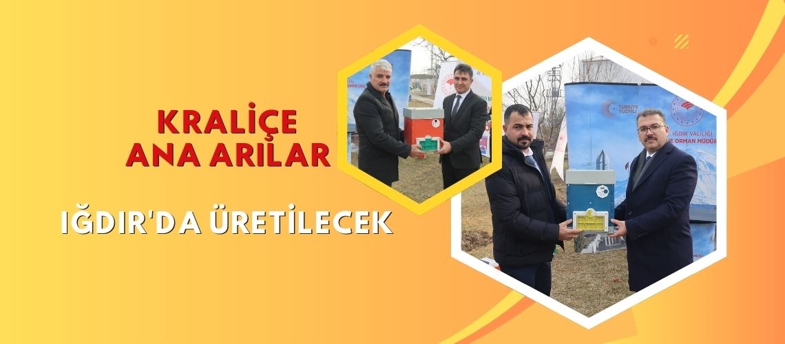 Kraliçe ana arılar Iğdır'da üretilecek