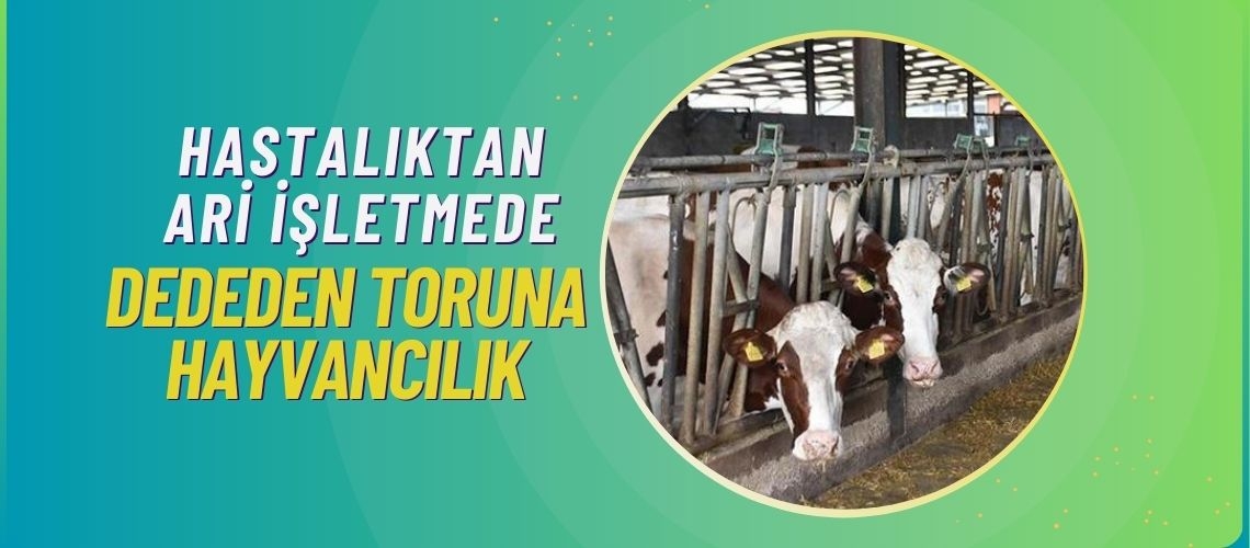 Hastalıktan ari işletmede dededen toruna hayvancılık