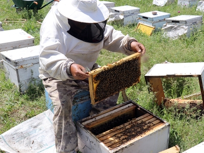 Arıların doğru beslenmesi bal verimini arttırıyor