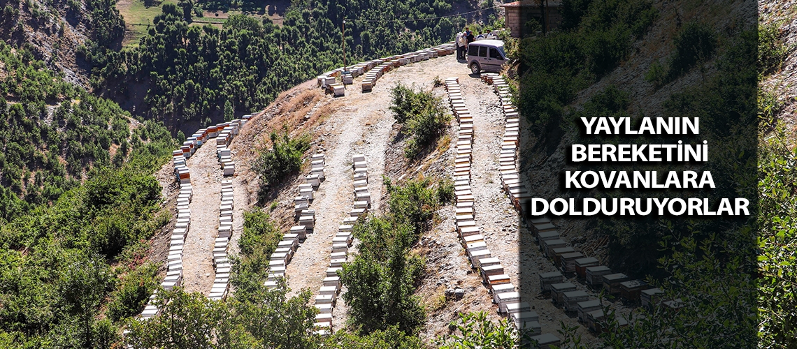 Yaylanın bereketini kovanlara dolduruyorlar