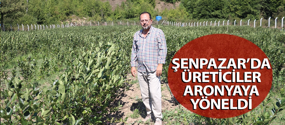 Şenpazar’da üreticiler aronyaya yöneldi