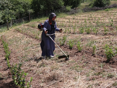 Girişimci kadın köyünde aronya üretiyor