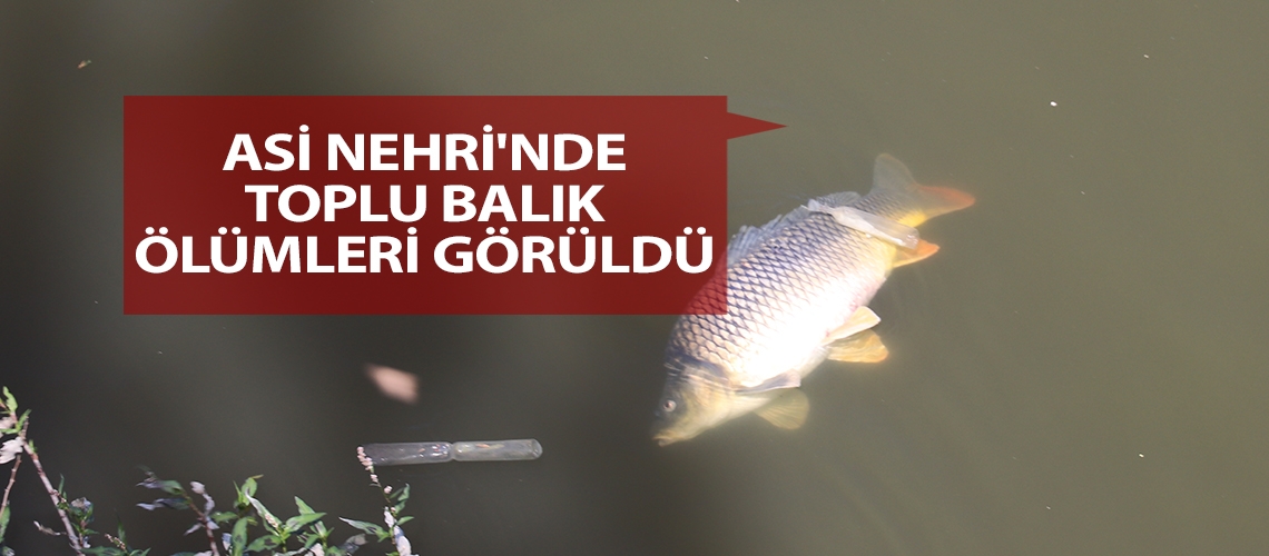 Asi Nehri'nde toplu balık ölümleri görüldü