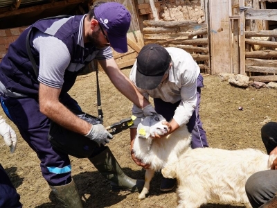 Sağlıklı hayvan yetiştiren çiftçi destekleniyor