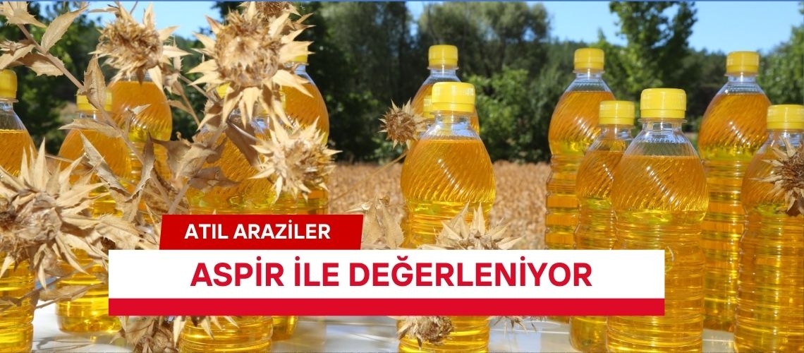 Atıl araziler aspir ile değerleniyor