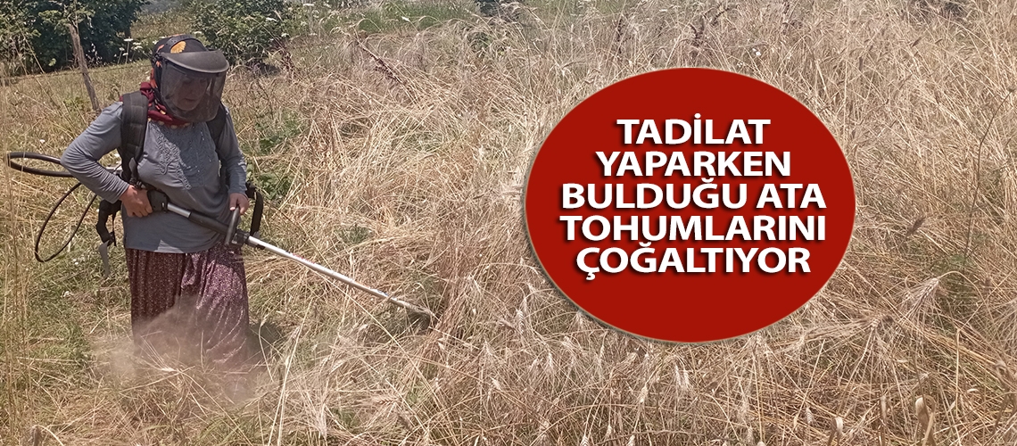 Tadilat yaparken bulduğu ata tohumlarını çoğaltıyor