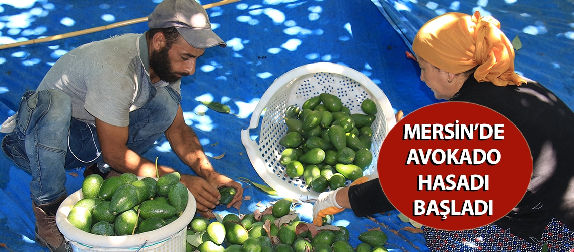 Mersin’de avokado hasadı başladı