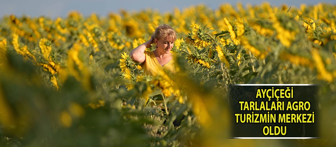 Ayçiçeği tarlaları agro turizmin merkezi oldu