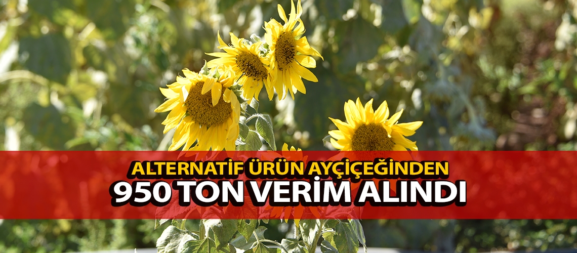 Alternatif ürün ayçiçeğinden 950 ton verim alındı