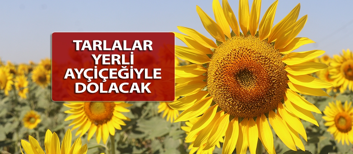 Tarlalar yerli ayçiçeğiyle dolacak