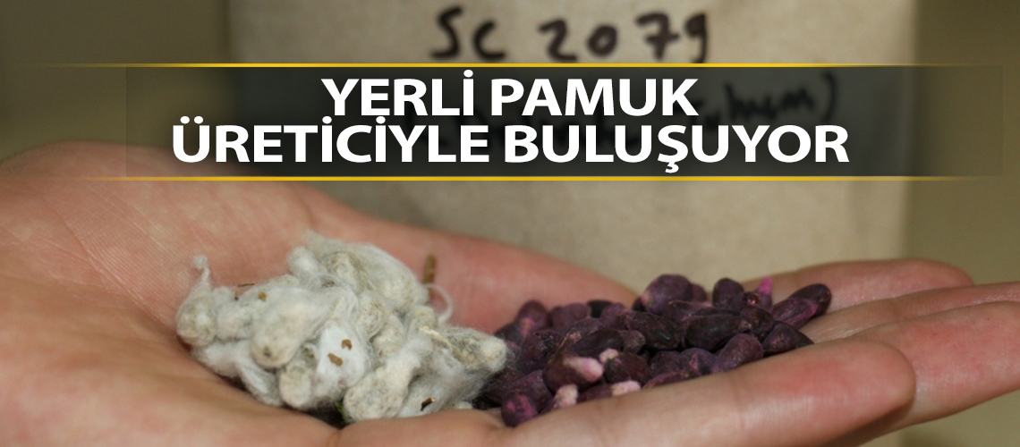 Yerli pamuk üreticiyle buluşuyor