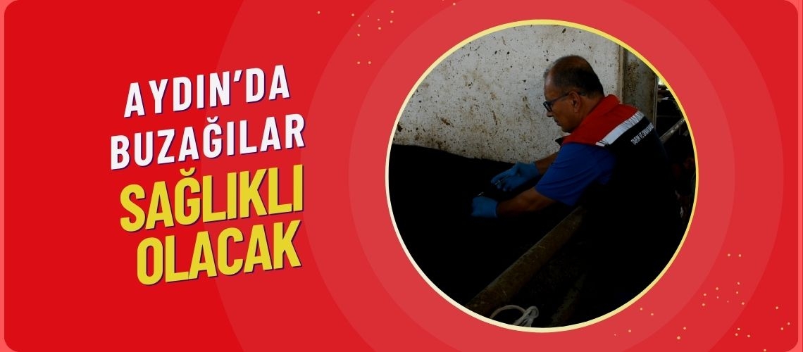 Aydın’da buzağılar sağlıklı olacak