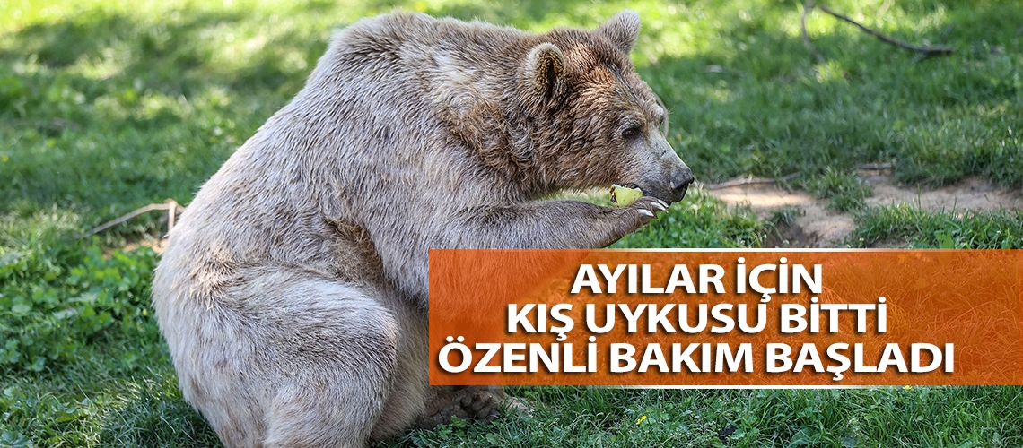 Ayılar için kış uykusu bitti özenli bakım başladı