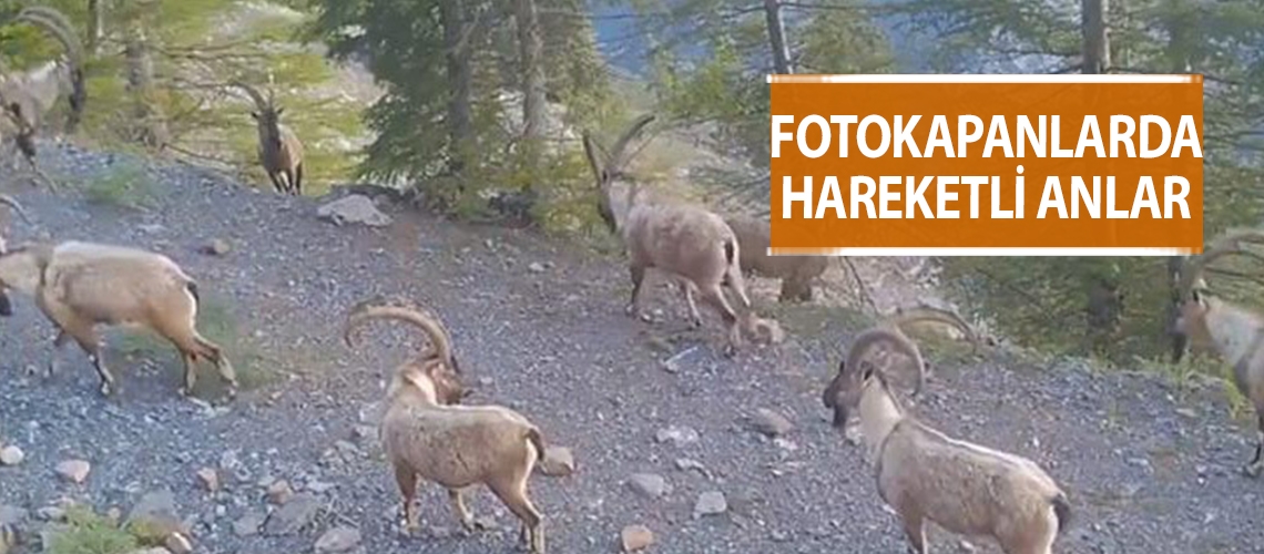 Fotokapanlarda hareketli anlar