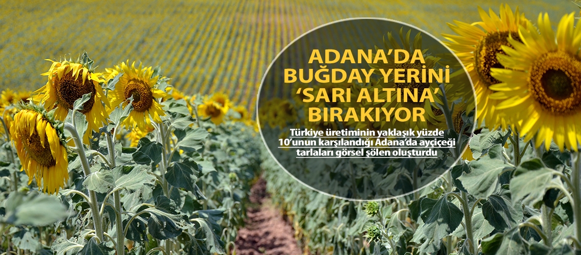 Adana’da buğday yerini ‘sarı altına’ bırakıyor