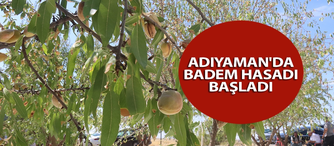 Adıyaman'da badem hasadı başladı