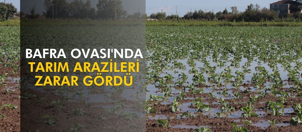 Bafra Ovası'nda tarım arazileri zarar gördü