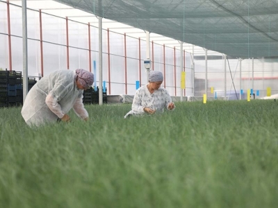 Bafra Sera OSB'de üretim başladı