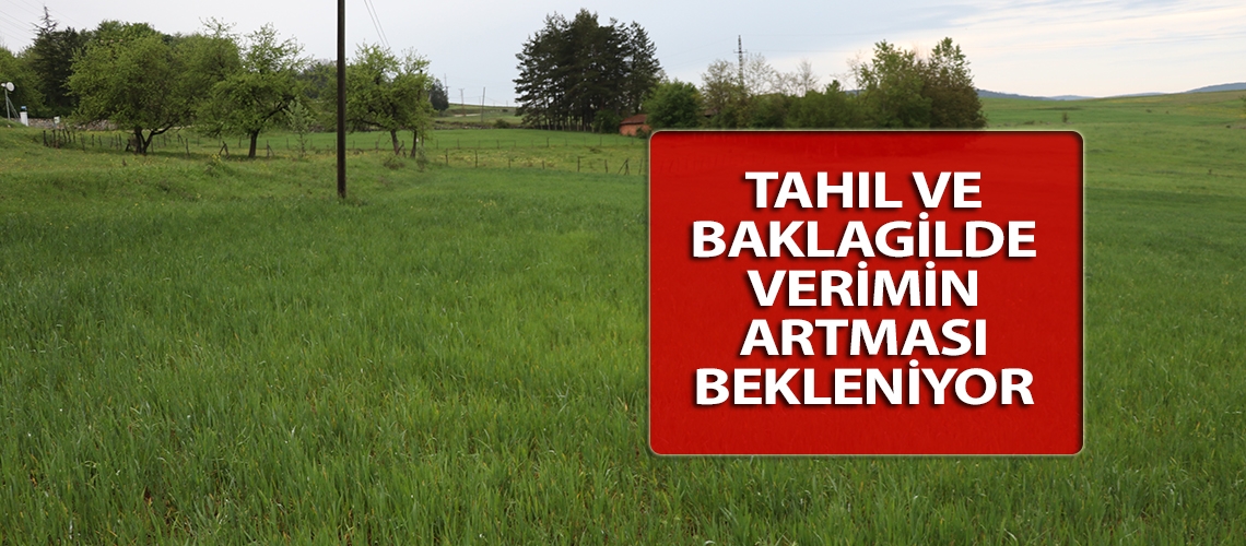 Tahıl ve baklagilde verimin artması bekleniyor