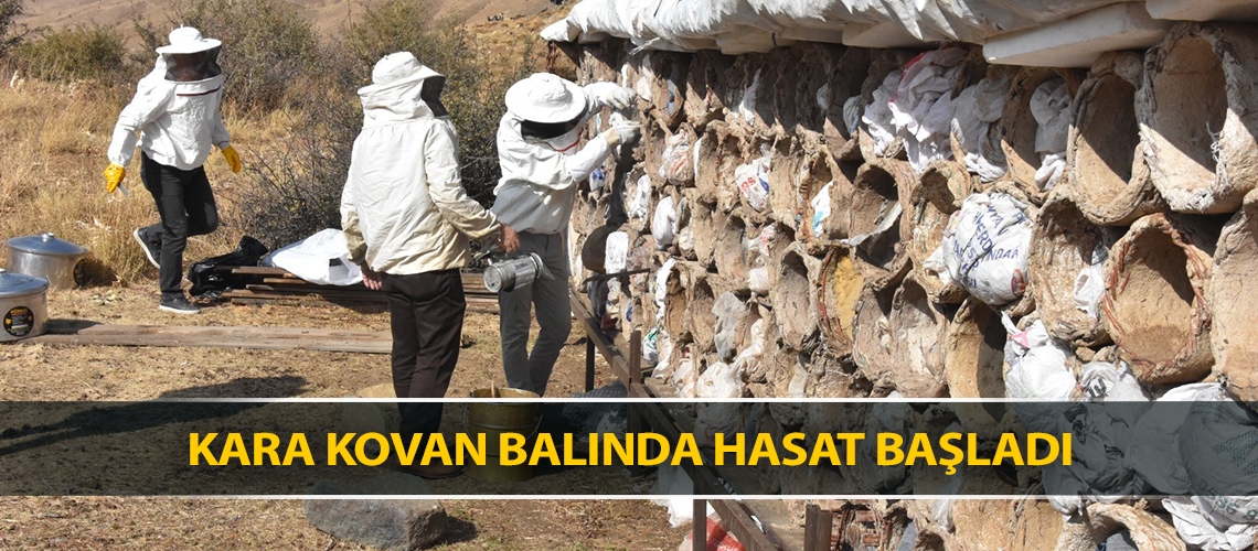 Kara kovan balında hasat başladı