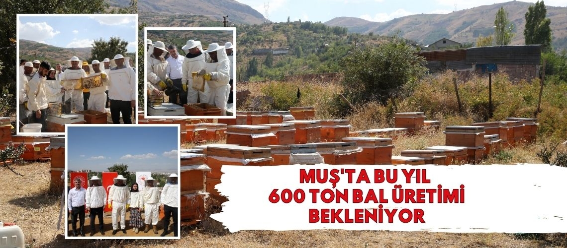 Muş'ta bu yıl 600 ton bal üretimi bekleniyor