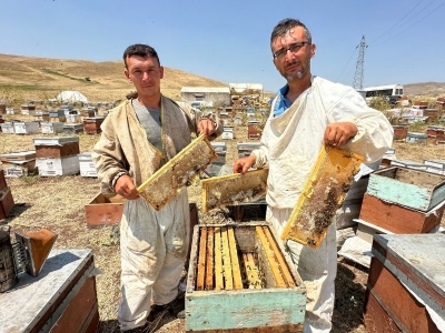 Cilo Dağı’nda bal sağımı başladı