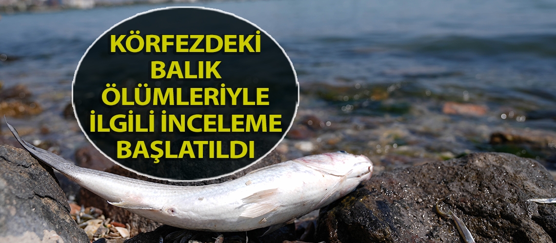 Körfezdeki balık ölümleriyle ilgili inceleme başlatıldı