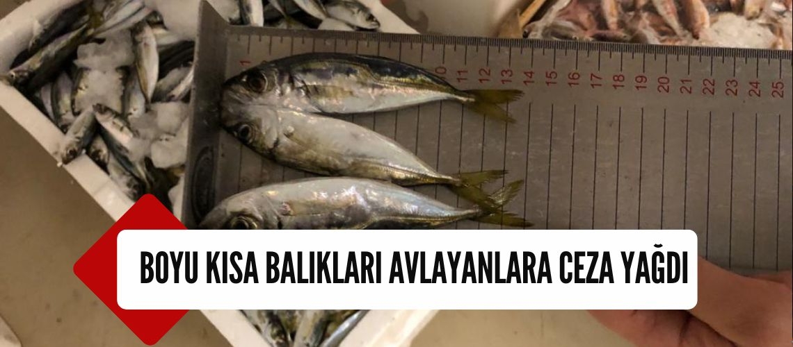 Boyu kısa balıkları avlayanlara ceza yağdı