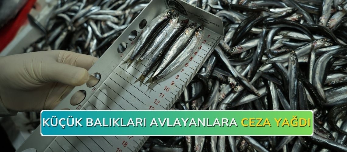 Küçük balıkları avlayanlara ceza yağdı