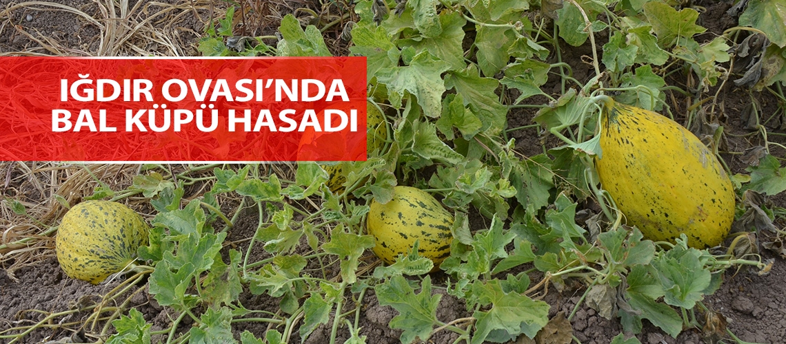 Iğdır Ovası’nda bal küpü hasadı