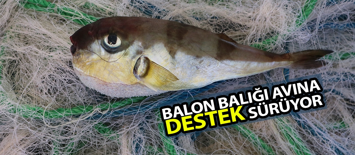 Balon balığı avına destek sürüyor