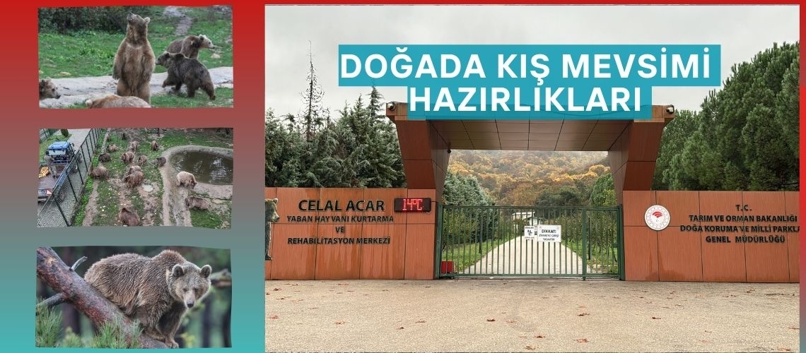 Doğada kış mevsimi hazırlıkları