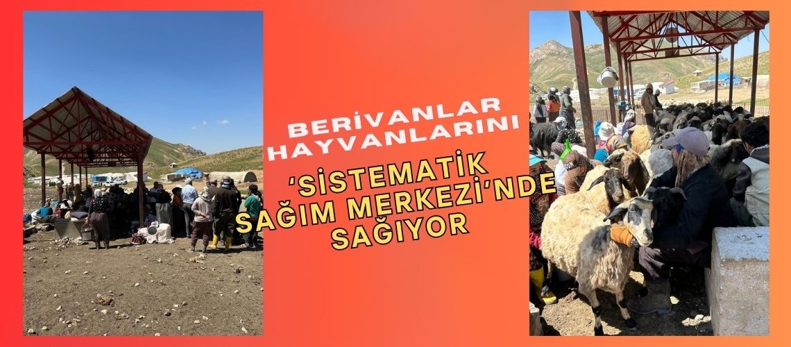 Berivanlar hayvanlarını ‘Sistematik Sağım Merkezi’nde sağıyor