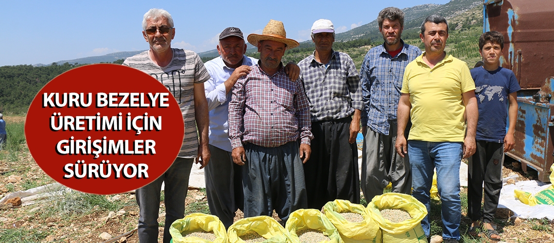 Kuru bezelye üretimi için girişimler sürüyor