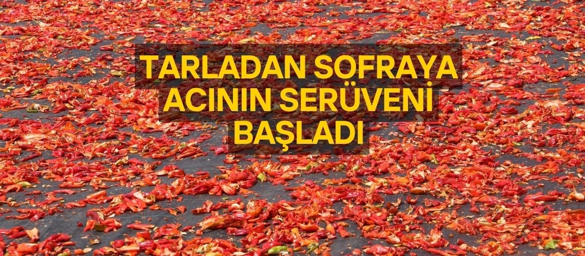 Tarladan sofraya acının serüveni başladı