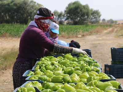 Alternatif biberden verimli hasat