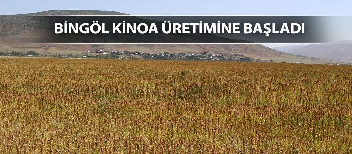 Kinoa Bingöl’de üretilecek