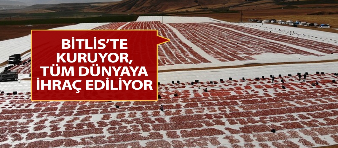 Bitlis’te kuruyor, tüm dünyaya ihraç ediliyor