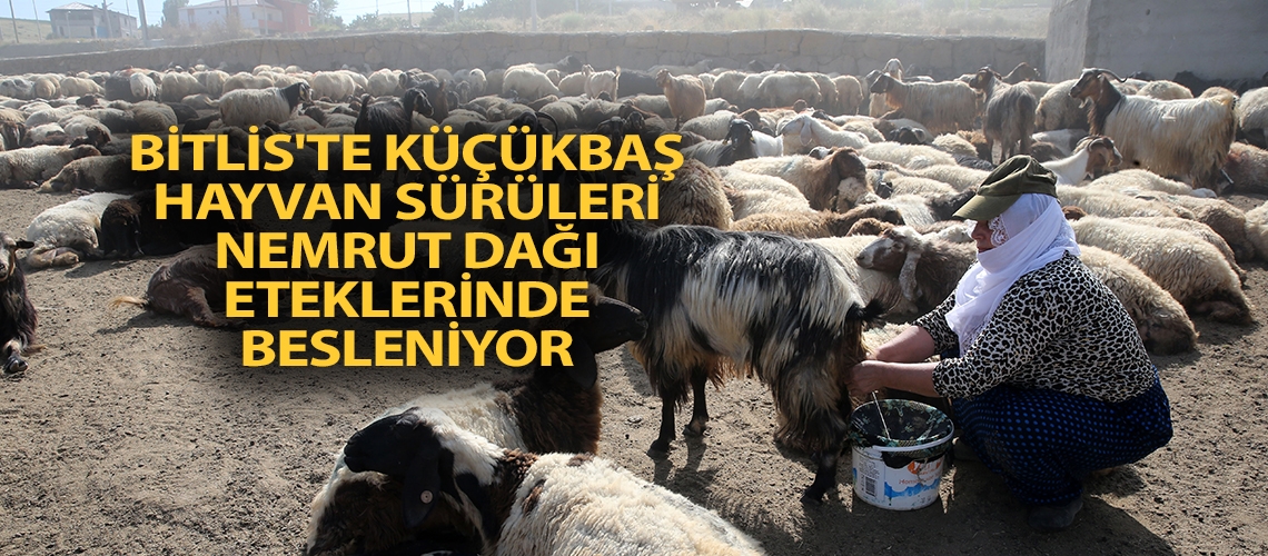 Bitlis'te küçükbaş hayvan sürüleri Nemrut Dağı eteklerinde besleniyor