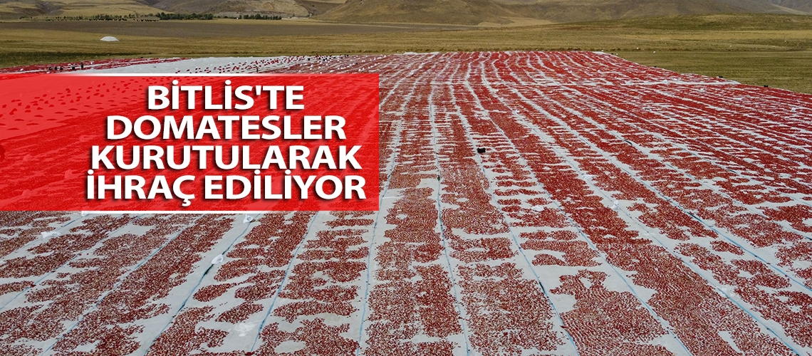 Bitlis'te domatesler kurutularak ihraç ediliyor