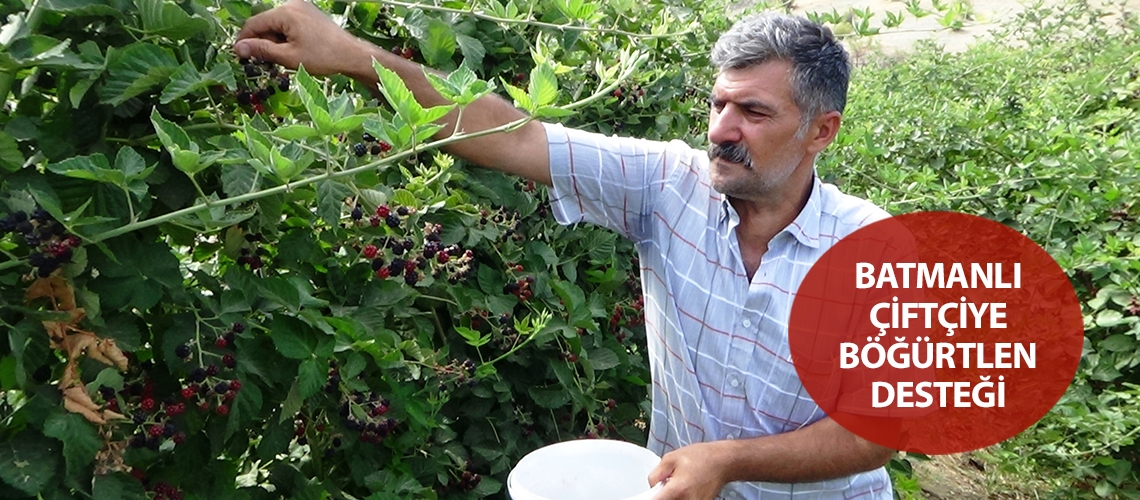 Batmanlı çiftçiye böğürtlen desteği