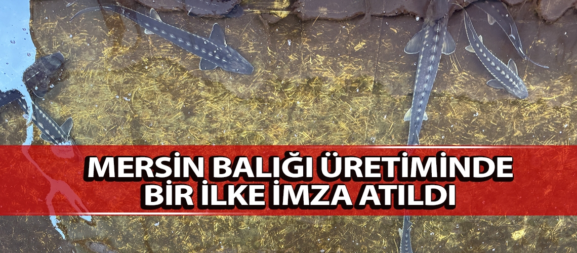 Mersin balığı üretiminde bir ilke imza atıldı