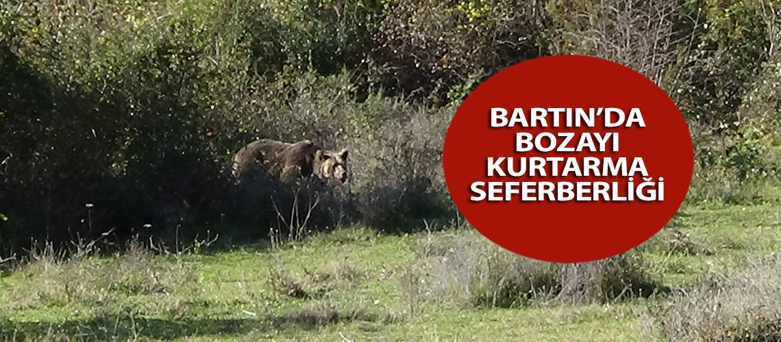 Bartın’da bozayı kurtarma seferberliği