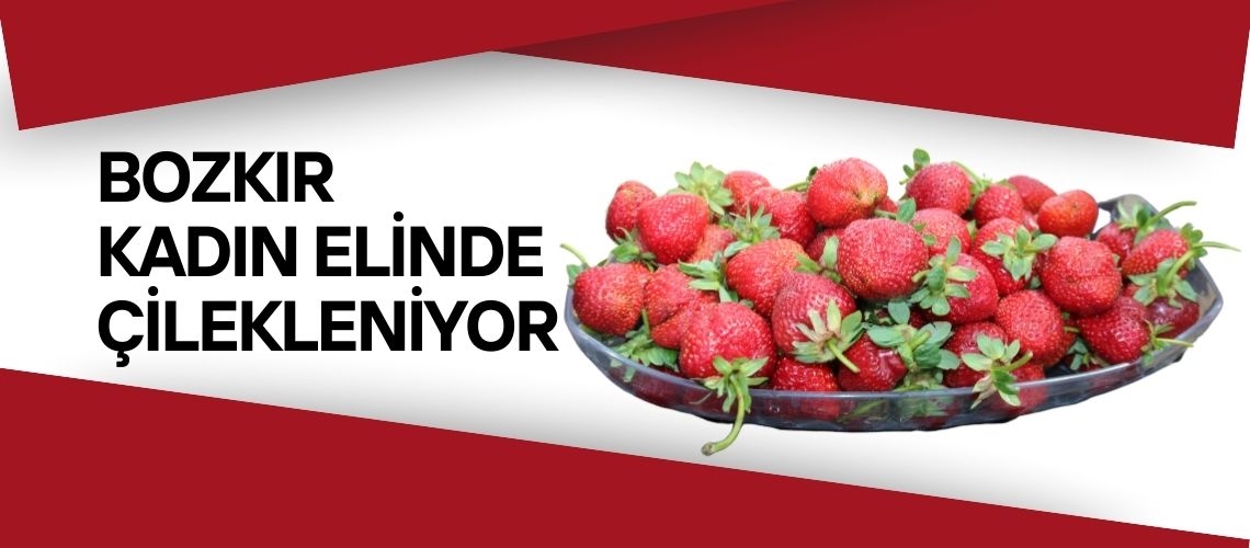 Bozkır kadın elinde çilekleniyor