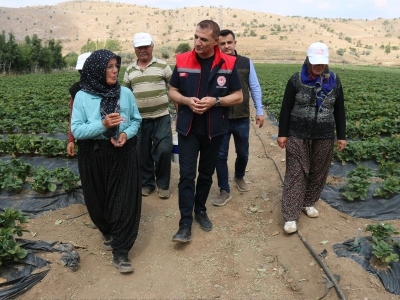 Bozkır kadın elinde çilekleniyor