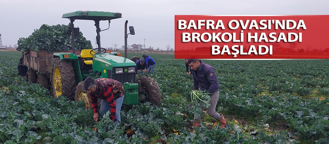 Bafra Ovası'nda brokoli hasadı başladı