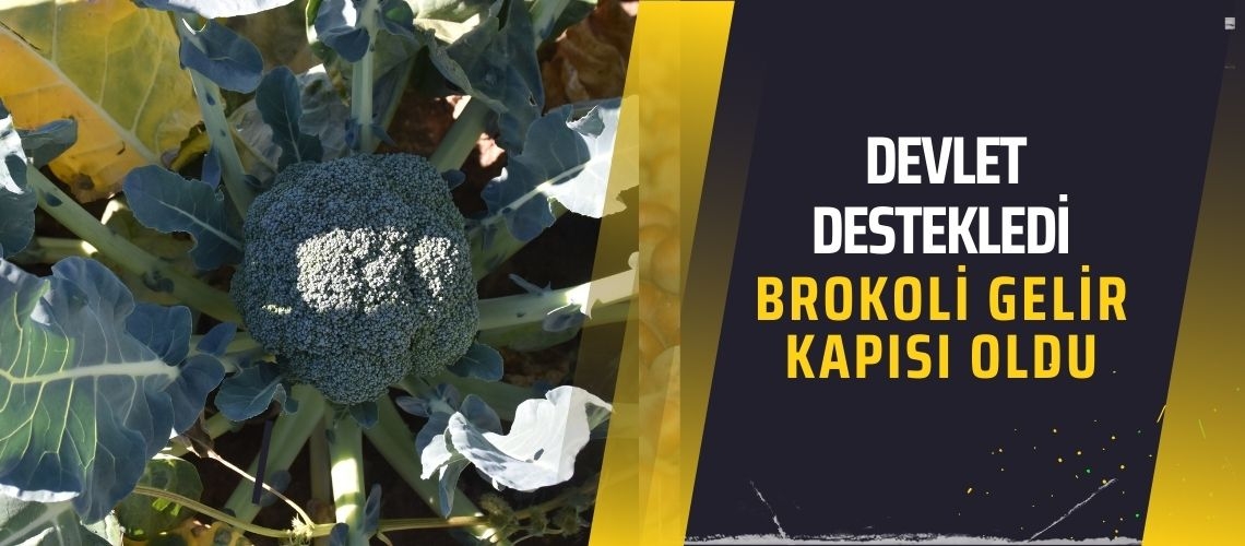 Devlet destekledi brokoli gelir kapısı oldu