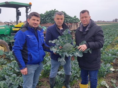 Bafra Ovası'nda brokoli hasadı başladı